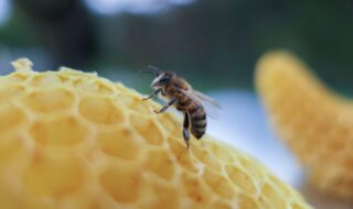 L'Abeille au Bois Dormant